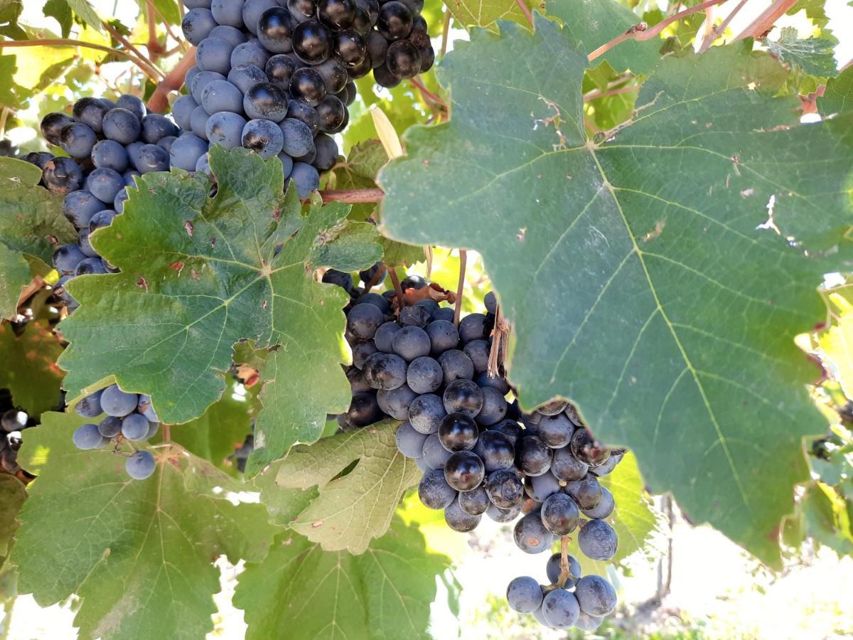 Сasa de vacaciones Racimos - Casa Syrah San Rafael (Mendoza)