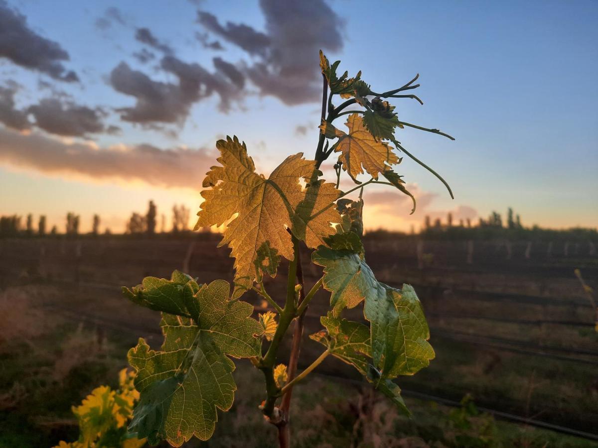 Racimos - Casa Syrah Сasa de vacaciones